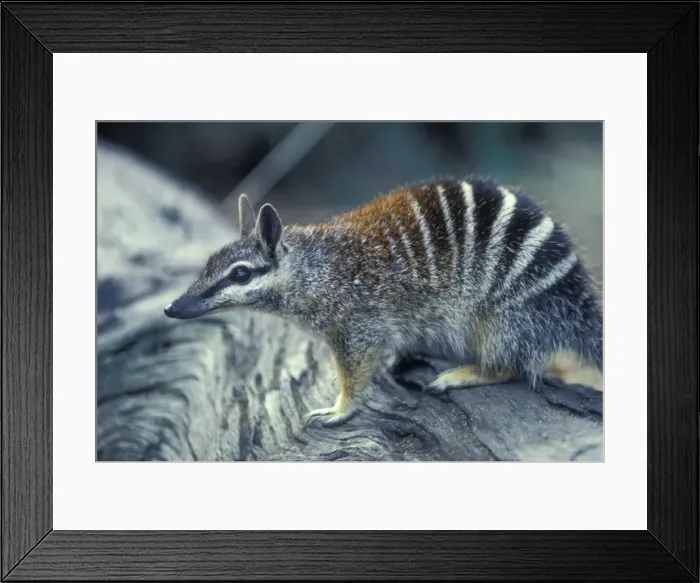 Framed Print : Numbat - Marsupial Australia