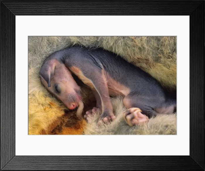 Framed Print : Common Brushtail Possum - Pouch Embryo. A single young is born 17-18 days after copulation and spends 4-5 months in the well developed pouch attached to one of 2 teats Framed Print : Common Brushtail Possum - Pouch Embryo. A single young is born 17-18 days after copulation and spends 4-5 months in the well developed pouch attached to one of 2 teats