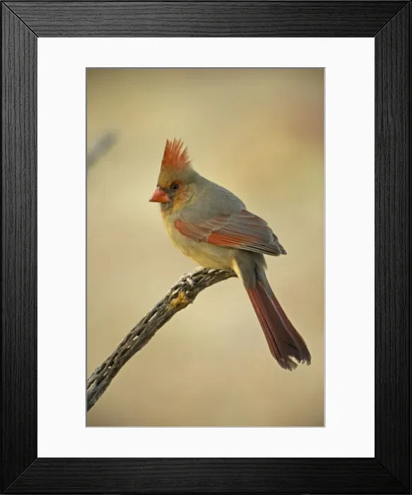 Framed Print : Northern Cardinal - Female, perched on ocotillo. Range is southern Quebec to Gulf states, southwest U. S. and Mexico to Belize. Arizona, USA Framed Print : Northern Cardinal - Female, perched on ocotillo. Range is southern Quebec to Gulf states, southwest U. S. and Mexico to Belize. Arizona, USA