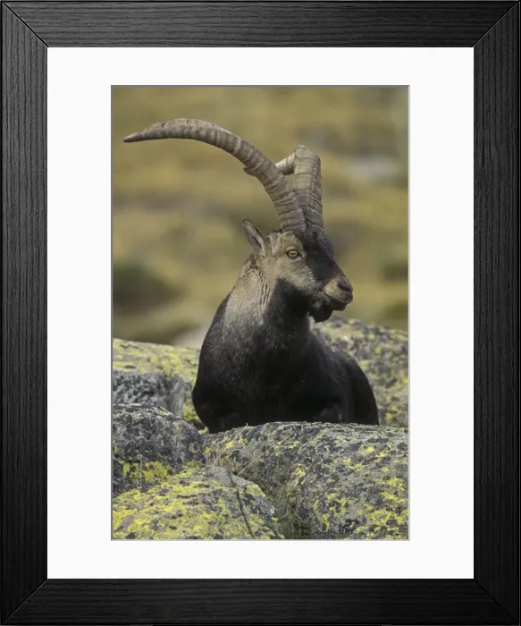 Framed Print : Spanish Ibex - Spain - I. U. C. N. vulnerable- Lives in mountainous areas of Pyrenees and central and southern Spain Framed Print : Spanish Ibex - Spain - I. U. C. N. vulnerable- Lives in mountainous areas of Pyrenees and central and southern Spain