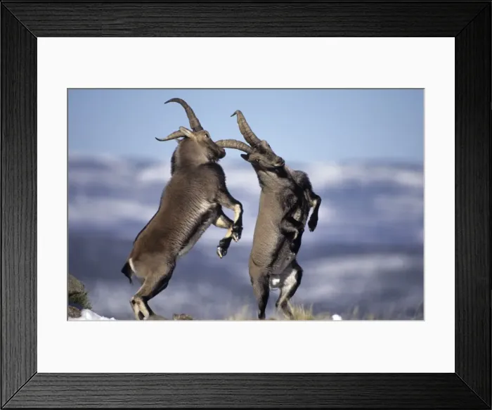 Framed Print : Spanish Ibex - Males fighting in rut - I. U. C. N. vulnerable- Lives in mountainous areas of Pyrenees and central and southern Spain Framed Print : Spanish Ibex - Males fighting in rut - I. U. C. N. vulnerable- Lives in mountainous areas of Pyrenees and central and southern Spain