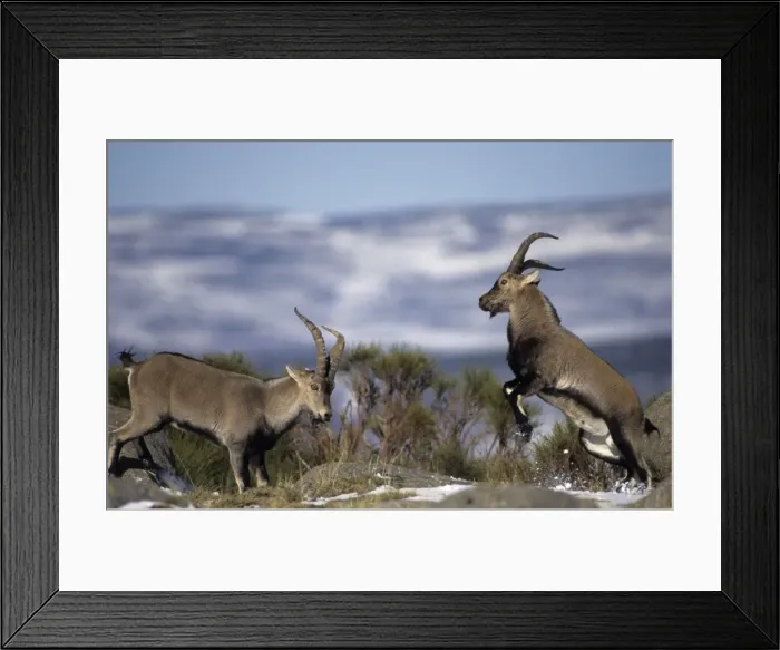Framed Print : Spanish Ibex - Males fighting in rut - Spain - I. U. C. N. vulnerable- Lives in mountainous areas of Pyrenees and central and southern Spain Framed Print : Spanish Ibex - Males fighting in rut - Spain - I. U. C. N. vulnerable- Lives in mountainous areas of Pyrenees and central and southern Spain