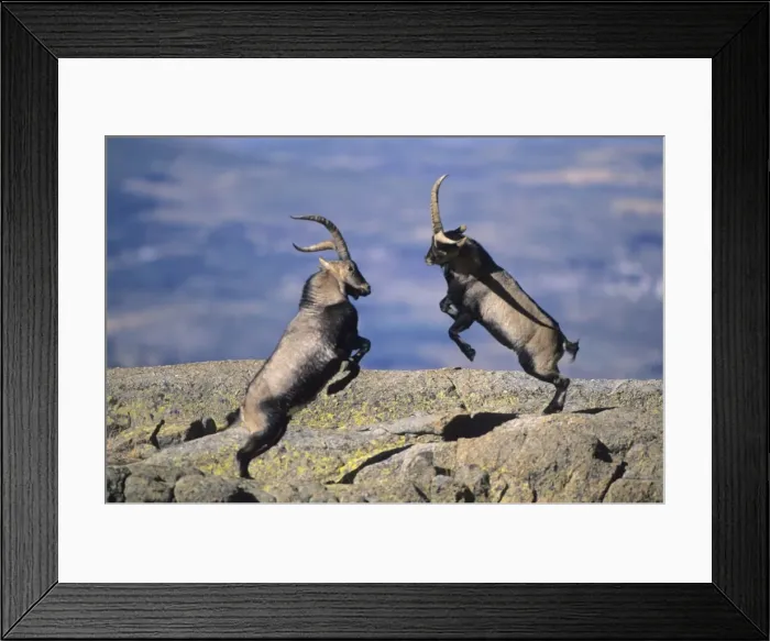 Framed Print : Spanish Ibex - Males fighting in rut - Spain - I. U. C. N. vulnerable- Lives in mountainous areas of Pyrenees and central and southern Spain Framed Print : Spanish Ibex - Males fighting in rut - Spain - I. U. C. N. vulnerable- Lives in mountainous areas of Pyrenees and central and southern Spain