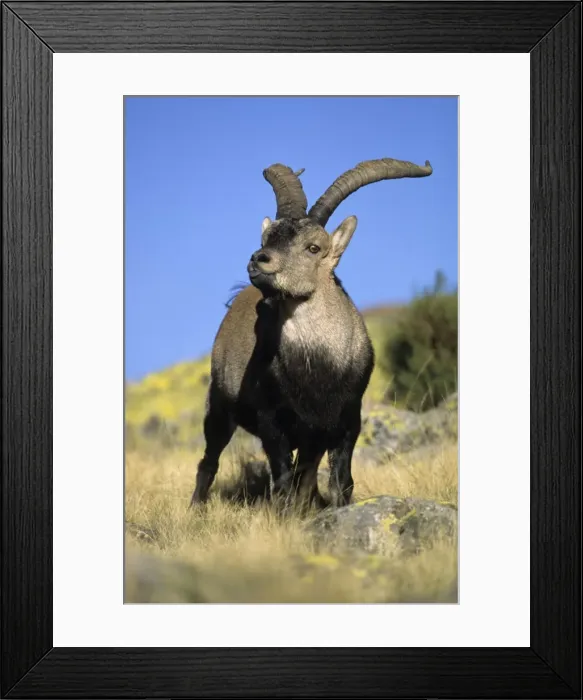 Framed Print : Spanish Ibex - Male displaying tongue in rut - Spain - I. U. C. N. vulnerable- Lives in mountainous areas of Pyrenees and central and southern Spain Framed Print : Spanish Ibex - Male displaying tongue in rut - Spain - I. U. C. N. vulnerable- Lives in mountainous areas of Pyrenees and central and southern Spain