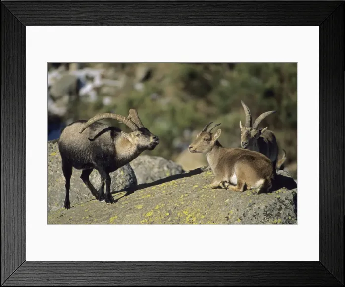 Framed Print : Spanish Ibex - Male courting female in rut - Spain - I. U. C. N. vulnerable- Lives in mountainous areas of Pyrenees and central and southern Spain Framed Print : Spanish Ibex - Male courting female in rut - Spain - I. U. C. N. vulnerable- Lives in mountainous areas of Pyrenees and central and southern Spain