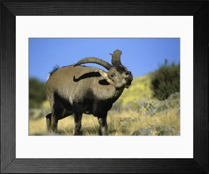 Framed Print : Spanish Ibex - Male displaying tongue in rut - Spain - I. U. C. N. vulnerable- Lives in mountainous areas of Pyrenees and central and southern Spain Framed Print : Spanish Ibex - Male displaying tongue in rut - Spain - I. U. C. N. vulnerable- Lives in mountainous areas of Pyrenees and central and southern Spain