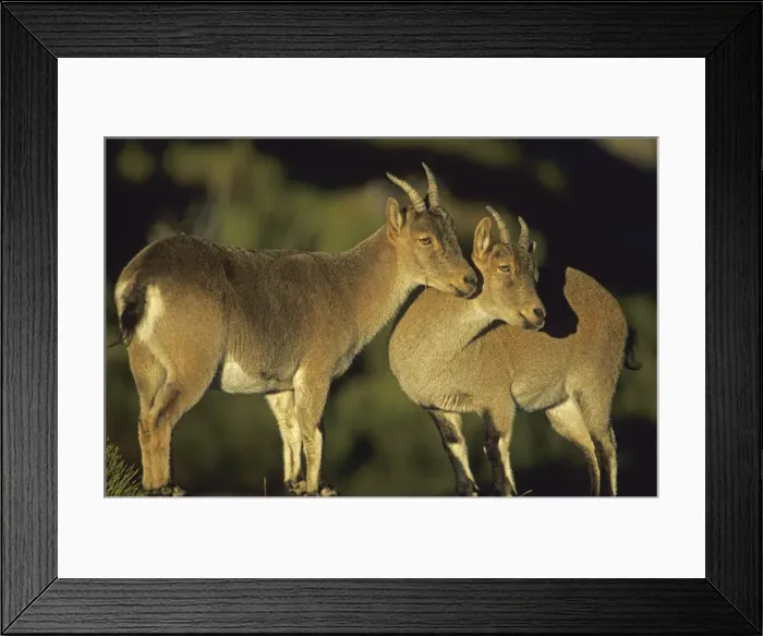 Framed Print : Spanish Ibex Ewes - Spain - I. U. C. N. vulnerable- Lives in mountainous areas of Pyrenees and central and southern Spain Framed Print : Spanish Ibex Ewes - Spain - I. U. C. N. vulnerable- Lives in mountainous areas of Pyrenees and central and southern Spain
