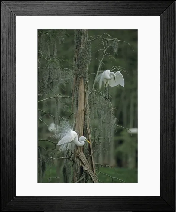 Framed Print : Great Egret - In tree. Louisiana, USA - Distinguished from most other white herons by large size ( L39 W51') - Common in marshes-mangroves swamps-mud flats - Partial to open habitats for feeding - stalks prey slowly Framed Print : Great Egret - In tree. Louisiana, USA - Distinguished from most other white herons by large size ( L39 W51') - Common in marshes-mangroves swamps-mud flats - Partial to open habitats for feeding - stalks prey slowly