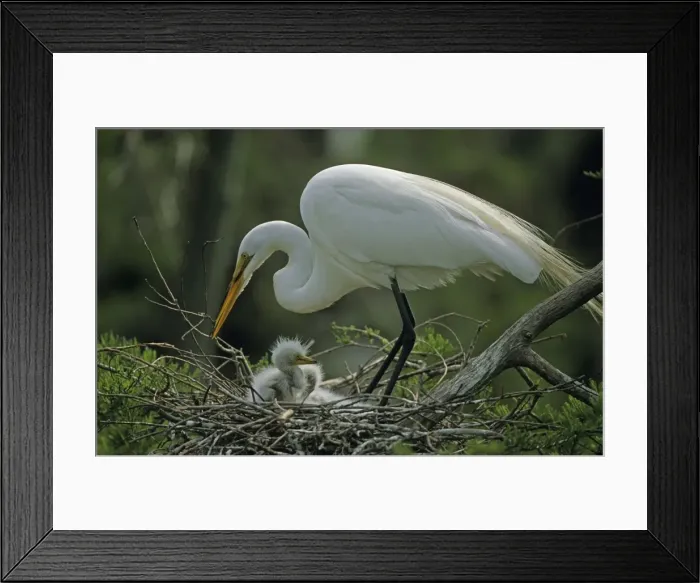 Framed Print : Great Egret - With young on nest - Louisiana - Distinguished from most other white herons by large size ( L39 W51') - Common in marshes-mangroves swamps-mud flats - Partial to open habitats for feeding - stalks prey slowly Framed Print : Great Egret - With young on nest - Louisiana - Distinguished from most other white herons by large size ( L39 W51') - Common in marshes-mangroves swamps-mud flats - Partial to open habitats for feeding - stalks prey slowly