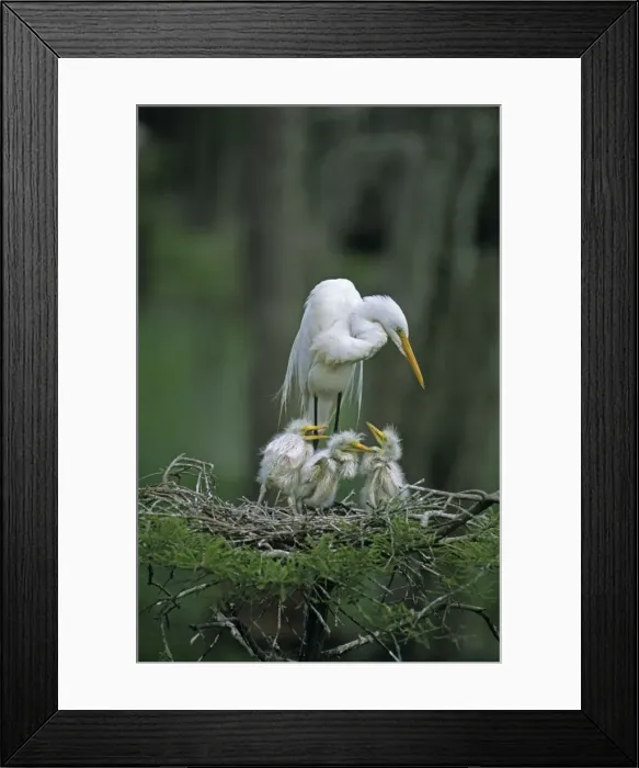 Framed Print : Great Egret (Casmerodius albus) - With young on nest - Louisiana - Distinguished from most other white herons by large size ( L39 W51') - Common in marshes-mangroves swamps-mud flats - Partial to open habitats for feeding - stalks prey Framed Print : Great Egret (Casmerodius albus) - With young on nest - Louisiana - Distinguished from most other white herons by large size ( L39 W51') - Common in marshes-mangroves swamps-mud flats - Partial to open habitats for feeding - stalks prey