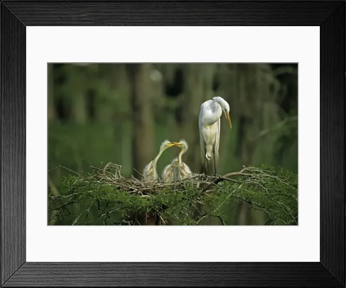 Framed Print : Great Egret (Casmerodius albus) - With young on nest - Louisiana - Distinguished from most other white herons by large size ( L39 W51') - Common in marshes-mangroves swamps-mud flats - Partial to open habitats for feeding - stalks prey Framed Print : Great Egret (Casmerodius albus) - With young on nest - Louisiana - Distinguished from most other white herons by large size ( L39 W51') - Common in marshes-mangroves swamps-mud flats - Partial to open habitats for feeding - stalks prey