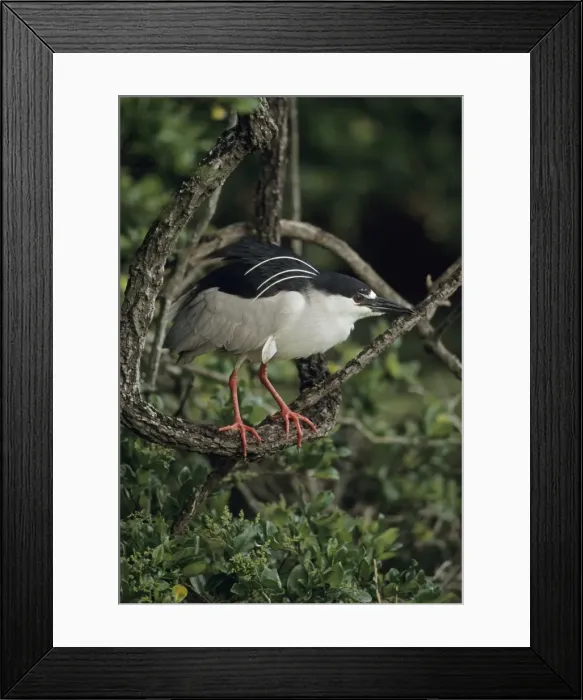 Framed Print : Black-crowned Night-Heron - Louisiana - Typically roosts in trees - Wading bird stalking food in shallow water - Nocturnal feeder - In flight legs barely extend beyond tail Framed Print : Black-crowned Night-Heron - Louisiana - Typically roosts in trees - Wading bird stalking food in shallow water - Nocturnal feeder - In flight legs barely extend beyond tail