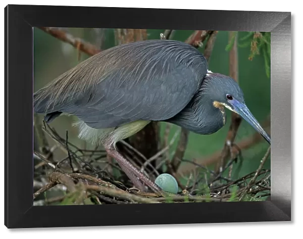 Tricolored Heron - Louisiana - On nest with egg -Common inhabitant of salt marshes and mangrove swamps of the east and gulf coasts - Rare inland but has bred in North Dakota