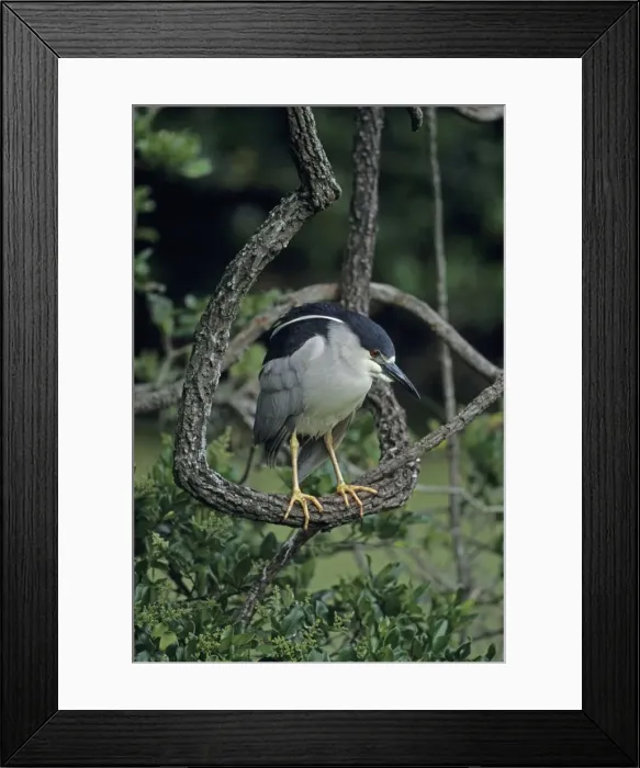 Framed Print : Black-crowned Night-Heron (Nycticorax nycticorax) - Louisiana - Typically roosts in trees - Wading bird stalking food in shallow water - Nocturnal feeder - In flight legs barely extend beyond tail Framed Print : Black-crowned Night-Heron (Nycticorax nycticorax) - Louisiana - Typically roosts in trees - Wading bird stalking food in shallow water - Nocturnal feeder - In flight legs barely extend beyond tail
