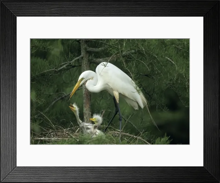 Framed Print : Great Egret (Casmerodius albus) - Feeding young on nest - Louisiana - Distinguished from most other white herons by large size ( L39 W51') - Common in marshes-mangroves swamps-mud flats - Partial to open habitats for feeding - stalks prey Framed Print : Great Egret (Casmerodius albus) - Feeding young on nest - Louisiana - Distinguished from most other white herons by large size ( L39 W51') - Common in marshes-mangroves swamps-mud flats - Partial to open habitats for feeding - stalks prey