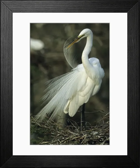 Framed Print : Great Egret - Preening feathers on nest - Louisiana - Distinguished from most other white herons by large size ( L39 W51') - Common in marshes-mangroves swamps-mud flats - Partial to open habitats for feeding - stalks prey slowly Framed Print : Great Egret - Preening feathers on nest - Louisiana - Distinguished from most other white herons by large size ( L39 W51') - Common in marshes-mangroves swamps-mud flats - Partial to open habitats for feeding - stalks prey slowly