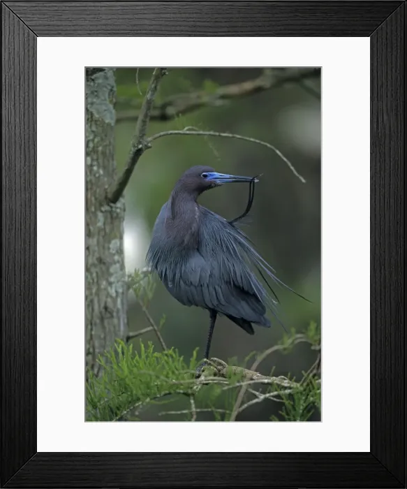 Framed Print : Little Blue Heron In tree - Louisiana, USA - Slate blue overall - In high breeding plumage head and neck become reddish-purple - Slow methodical feeders in freshwater ponds-lakes and marshes Framed Print : Little Blue Heron In tree - Louisiana, USA - Slate blue overall - In high breeding plumage head and neck become reddish-purple - Slow methodical feeders in freshwater ponds-lakes and marshes