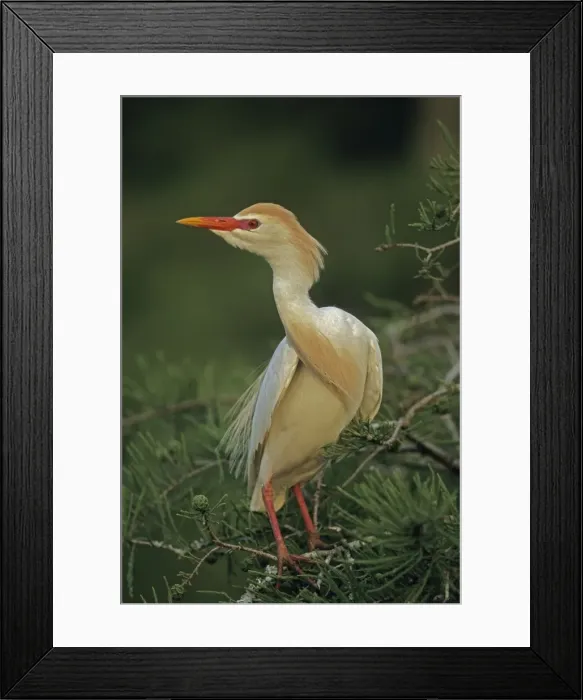 Framed Print : Cattle Egret - Breeding adult - Louisiana - Nonbreeding adult has shorter whitish plumes-yellow bill-yellowish legs - An Old World species it spread to South America-became established in Florida in the early 1950s-reached California by Framed Print : Cattle Egret - Breeding adult - Louisiana - Nonbreeding adult has shorter whitish plumes-yellow bill-yellowish legs - An Old World species it spread to South America-became established in Florida in the early 1950s-reached California by