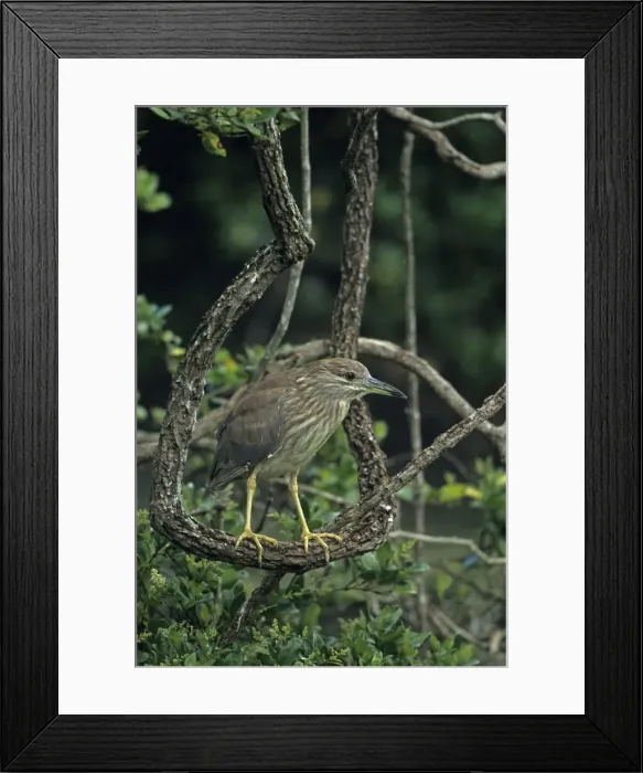 Framed Print : Black-crowned Night-Heron (Nycticorax nycticorax) - Louisiana - First spring plumage - Full adult plumage is not acquired until third year - Typically roosts in trees - Wading bird stalking food in shallow water - Nocturnal feeder - In flight legs Framed Print : Black-crowned Night-Heron (Nycticorax nycticorax) - Louisiana - First spring plumage - Full adult plumage is not acquired until third year - Typically roosts in trees - Wading bird stalking food in shallow water - Nocturnal feeder - In flight legs