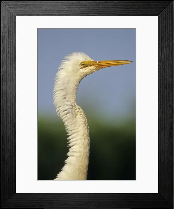 Framed Print : Great Egret (Casmerodius albus) - Louisiana - Close-up - Distinguished from most other white herons by large size ( L39 W51') - Common in marshes-mangroves swamps-mud flats - Partial to open habitats for feeding - stalks prey slowly