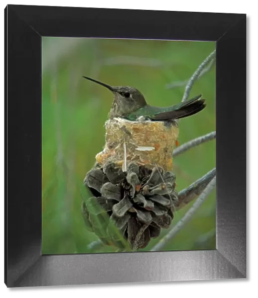 Anna's Hummingbird - Arizona - Female on nest - Range is primarily western coast of U. S. up into Canada and south into Mexico and into southwestern Arizona