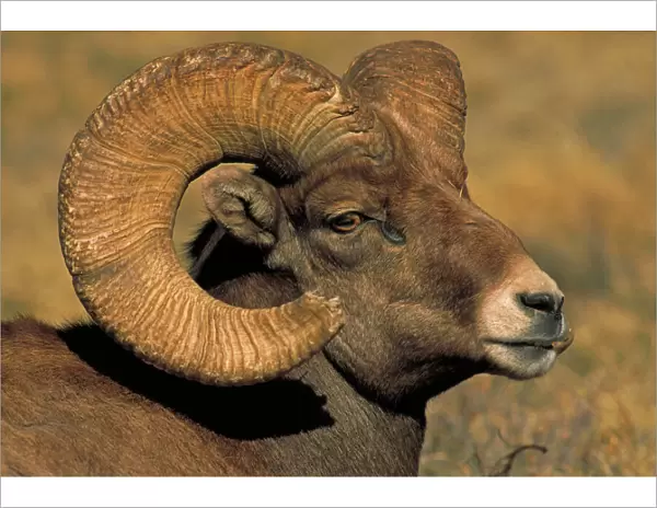 Bighorn Sheep - Ram in rut - Colorado - Record spread of horns in male is 33 inches - Females have short straight horns - Both a browser and grazer and feeds on a great variety of plants - Probably lives to 15 years in the wild - Inhabits mountain