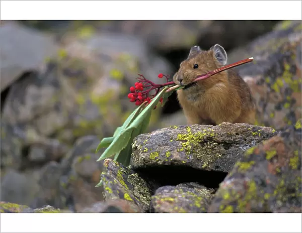 Pika - Colorado - Storing vegetation to be used as food in winter - Inhabits talus slopes and rock slides usually near timberline and high mountains - Lives in colonies - Each pika has a territory within the colony at least in autumn - Related to