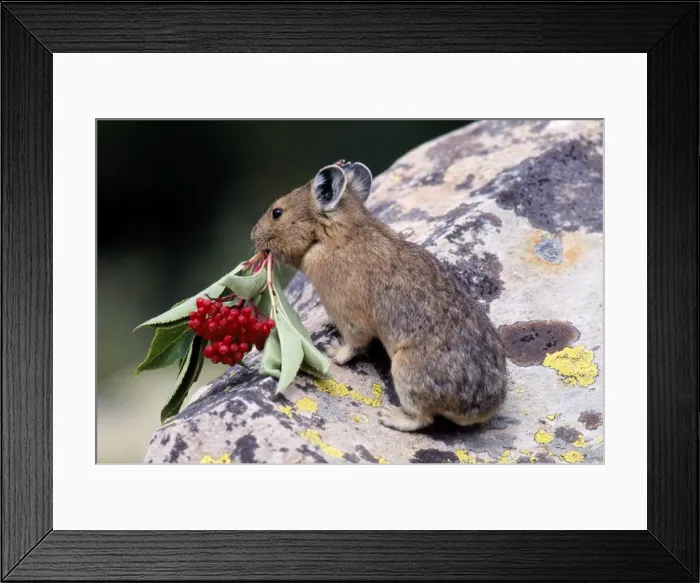 Framed Print : Pika Near Timberline, Colorado, USA Framed Print : Pika Near Timberline, Colorado, USA