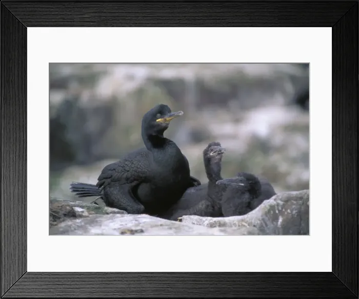 Framed Print : Shags (Phalacrocorax aristotelis) - UK - On nest with young - Breeds on cliff ledges - Common on NW European coast - Often flies close to water and rarely flies over land - Eats fish Framed Print : Shags (Phalacrocorax aristotelis) - UK - On nest with young - Breeds on cliff ledges - Common on NW European coast - Often flies close to water and rarely flies over land - Eats fish