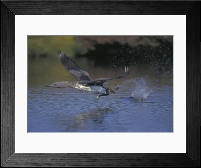 Framed Print : Red-throated Diver - In flight - UK - Breeding birds are confined to lochs and small fresh water pools on moors - In winter widespread around UK coasts-off both rocky Framed Print : Red-throated Diver - In flight - UK - Breeding birds are confined to lochs and small fresh water pools on moors - In winter widespread around UK coasts-off both rocky