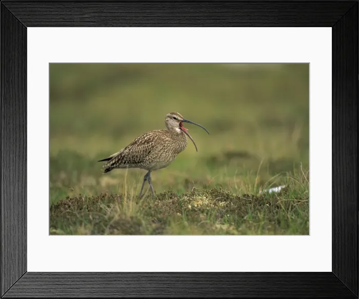 Framed Print : Whimbrel - UK - Breeds on tundra-upland moors-northern bogs and mosses-also beside sea on shores of Norwegian fjords and on the Atlantic islands - Stops off on passage on mudflats-rocky shores but also to a large extent uses inland staging areas Framed Print : Whimbrel - UK - Breeds on tundra-upland moors-northern bogs and mosses-also beside sea on shores of Norwegian fjords and on the Atlantic islands - Stops off on passage on mudflats-rocky shores but also to a large extent uses inland staging areas