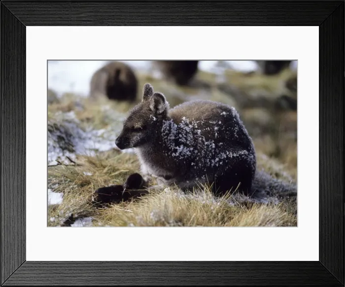 Framed Print : Red-necked Wallaby / Bennett's Wallaby - Australia - Marsupial - The common large wallaby of the forests of eastern Australia and Tasmania - Males grow up to 888 mm and 23. 7 kg - Essentially a grazing animal and subsists largely on grasses Framed Print : Red-necked Wallaby / Bennett's Wallaby - Australia - Marsupial - The common large wallaby of the forests of eastern Australia and Tasmania - Males grow up to 888 mm and 23. 7 kg - Essentially a grazing animal and subsists largely on grasses