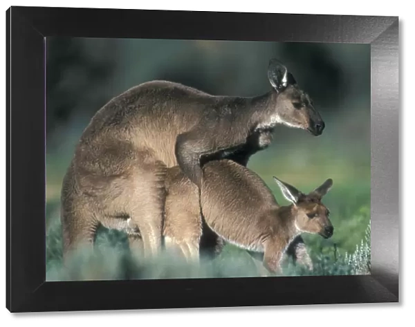 Western Grey Kangaroos - Mating. South Australia-Australia - The common kangaroo in southern Australia - Marsupials - Males grow up to 2225 mm and 53. 5 kg- Very similar in biology to the Eastern Grey Kangaroo - Mixed populations of Eastern