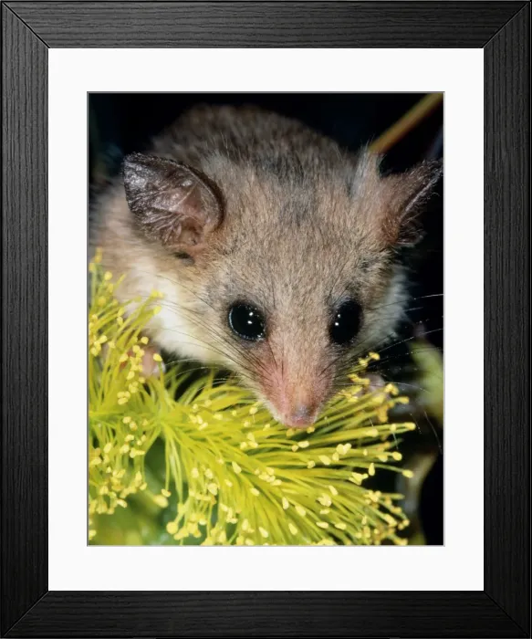 Framed Print : South west Pygmy Possum Australia Framed Print : South west Pygmy Possum Australia