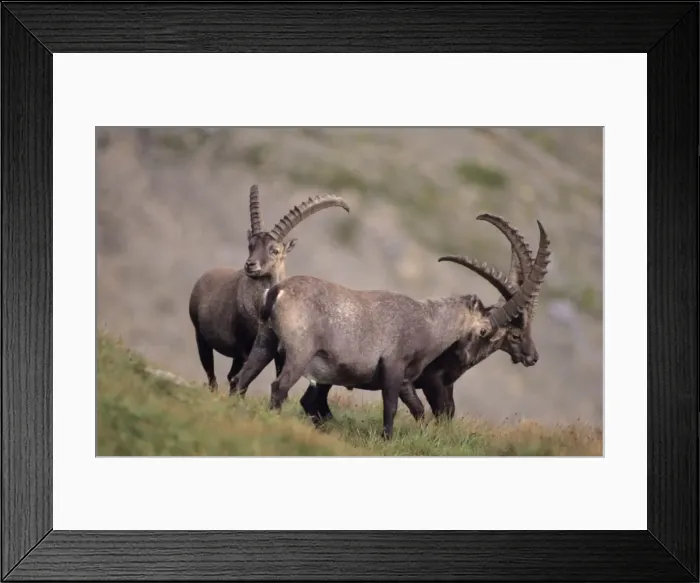 Framed Print : Alpine Ibex (Capa ibex) - Switzerland - Males fighting - Confined to high mountains of the Alps (2000-3500 m) - Both sexes have horns although females are much smaller - Grazes on grasses and herbs of alpine and in forests browses on trees Framed Print : Alpine Ibex (Capa ibex) - Switzerland - Males fighting - Confined to high mountains of the Alps (2000-3500 m) - Both sexes have horns although females are much smaller - Grazes on grasses and herbs of alpine and in forests browses on trees