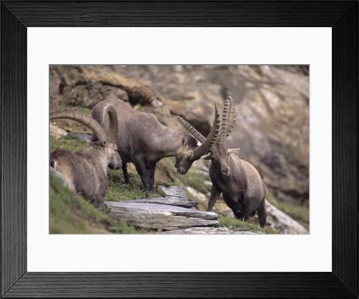 Framed Print : Alpine Ibex (Capa ibex) - Switzerland - Males fighting - Confined to high mountains of the Alps (2000-3500 m) - Both sexes have horns although females are much smaller - Grazes on grasses and herbs of alpine and in forests browses on trees Framed Print : Alpine Ibex (Capa ibex) - Switzerland - Males fighting - Confined to high mountains of the Alps (2000-3500 m) - Both sexes have horns although females are much smaller - Grazes on grasses and herbs of alpine and in forests browses on trees