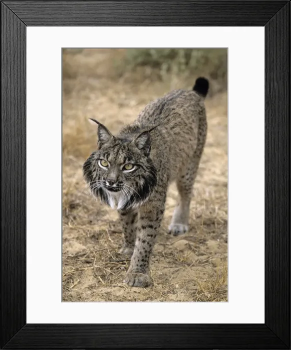Framed Print : Pardel Lynx / Iberian Lynx - Endangered - Very similar to Lynx as distinguished by smaller size and heavier and smaller spots and more pronounced chin beard Framed Print : Pardel Lynx / Iberian Lynx - Endangered - Very similar to Lynx as distinguished by smaller size and heavier and smaller spots and more pronounced chin beard