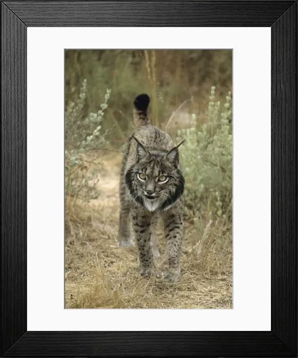 Framed Print : Pardel Lynx  /  Iberian Lynx - Endangered - Very similar to Lynx as distinguished by smaller size and heavier and smaller spots and more pronounced chin beard