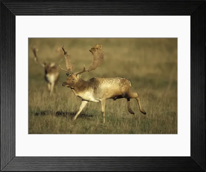 Framed Print : Fallow Deer -UK - Male in rut - Central Europe - Iberia - British Isles - Southern Sweden - Introduced elsewhere - Form leks for breeding in UK - Deciduous and mixed woodland Framed Print : Fallow Deer -UK - Male in rut - Central Europe - Iberia - British Isles - Southern Sweden - Introduced elsewhere - Form leks for breeding in UK - Deciduous and mixed woodland