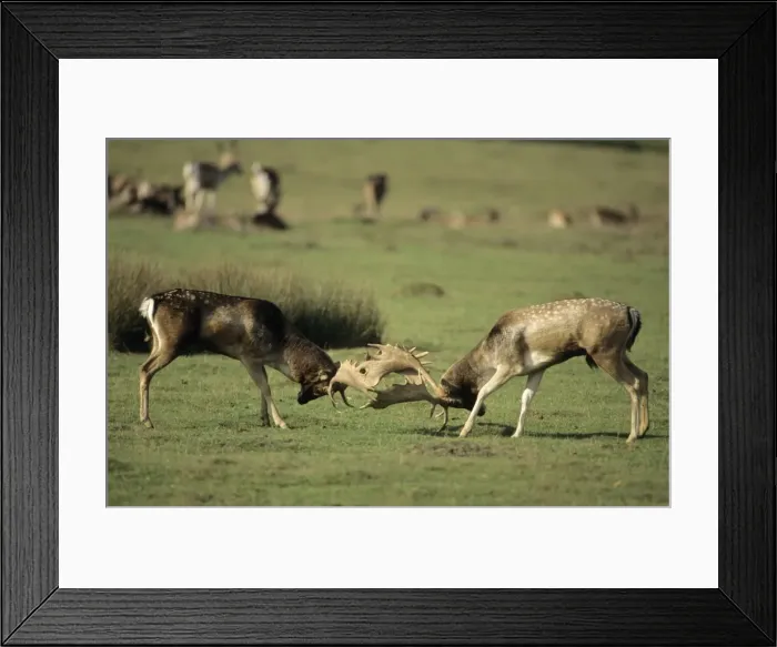 Framed Print : Fallow Deer -UK - Males fighting in rut - Central Europe - Iberia - British Isles - Southern Sweden - Introduced elsewhere - Form leks for breeding in UK - Deciduous and mixed woodland Framed Print : Fallow Deer -UK - Males fighting in rut - Central Europe - Iberia - British Isles - Southern Sweden - Introduced elsewhere - Form leks for breeding in UK - Deciduous and mixed woodland