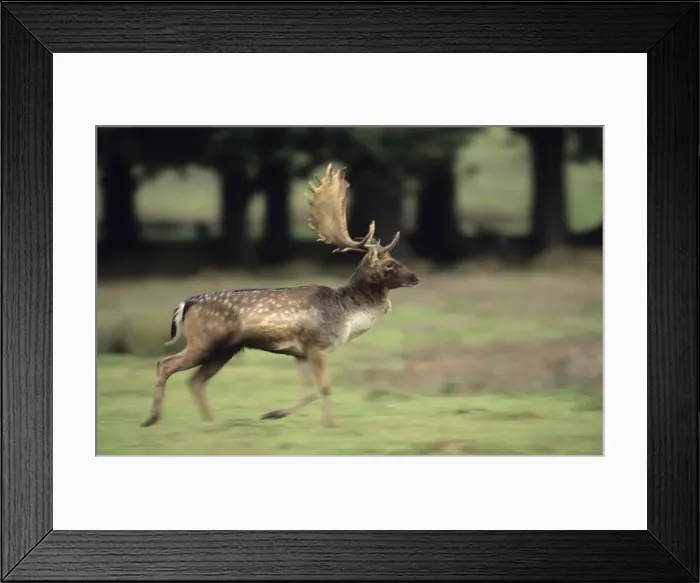 Framed Print : Fallow Deer (Dama dama) -UK - Male running - Central Europe - Iberia - British Isles - Southern Sweden - Introduced elsewhere - Form leks for breeding in UK - Deciduous and mixed woodland Framed Print : Fallow Deer (Dama dama) -UK - Male running - Central Europe - Iberia - British Isles - Southern Sweden - Introduced elsewhere - Form leks for breeding in UK - Deciduous and mixed woodland
