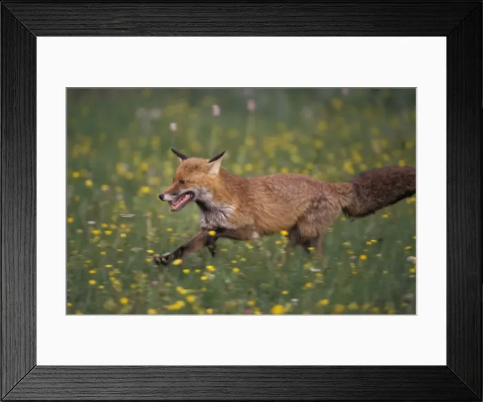 Framed Print : European Red Fox - Spain - Found in the Arctic, North America, europe, Asia, northern Africa and Australia Framed Print : European Red Fox - Spain - Found in the Arctic, North America, europe, Asia, northern Africa and Australia