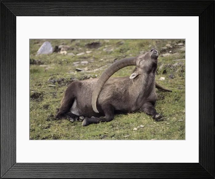 Framed Print : Alpine Ibex (Capa ibex) - Switzerland - Male - Confined to high mountains of the Alps (2000-3500 m) - Both sexes have horns although females are much smaller - Grazes on grasses and herbs of alpine and in forests browses on trees Framed Print : Alpine Ibex (Capa ibex) - Switzerland - Male - Confined to high mountains of the Alps (2000-3500 m) - Both sexes have horns although females are much smaller - Grazes on grasses and herbs of alpine and in forests browses on trees