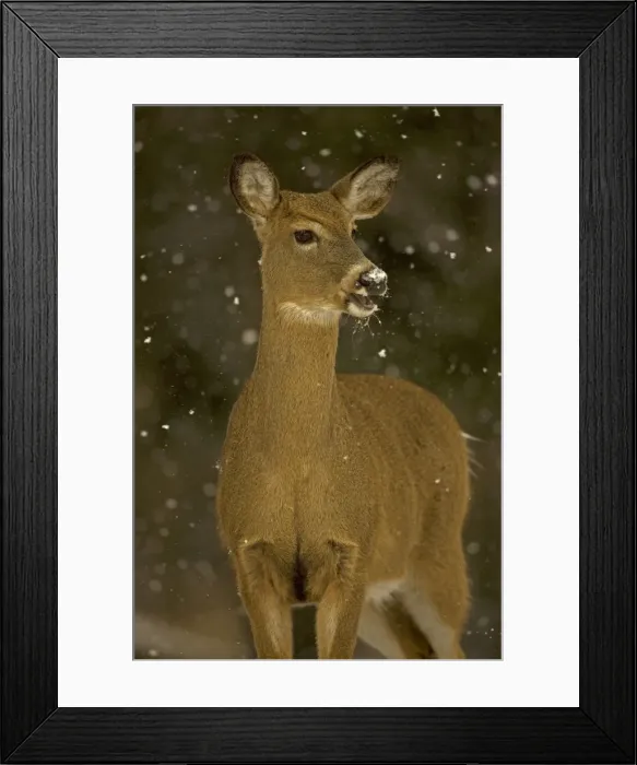 Framed Print : White-tailed Deer - In snow. New York - Doe - Found over much of the U. S. -southern Canada and Mexico and introduced elsewhere in the world - Lives in forests-swamps and open brushy areas nearby - A browser-eats twigs-shrubs-fungi-acorns