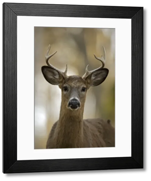 Framed Print : White-tailed Deer (Odocoileus virginianus) - New York - Young buck - Found over much of the U. S. -southern Canada and Mexico and introduced elsewhere in the world - Lives in forests-swamps Framed Print : White-tailed Deer (Odocoileus virginianus) - New York - Young buck - Found over much of the U. S. -southern Canada and Mexico and introduced elsewhere in the world - Lives in forests-swamps