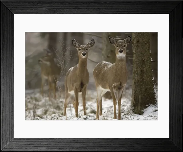 Framed Print : White-tailed Deer - In snow - New York - Doe - Found over much of the U. S. -southern Canada and Mexico and introduced elsewhere in the world - Lives in forests-swamps and open brushy areas nearby - A browser-eats twigs-shrubs-fungi-acorns Framed Print : White-tailed Deer - In snow - New York - Doe - Found over much of the U. S. -southern Canada and Mexico and introduced elsewhere in the world - Lives in forests-swamps and open brushy areas nearby - A browser-eats twigs-shrubs-fungi-acorns