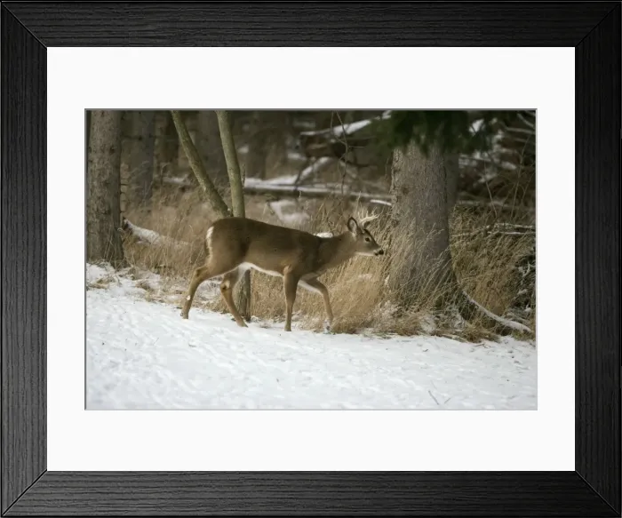 Framed Print : White-tailed Deer - In snow - New York - Young buck - Found over much of the U. S. -southern Canada and Mexico and introduced elsewhere in the world - Lives in forests-swamps and open brushy areas nearby - A browser-eats twigs-shrubs-fungi-acorns