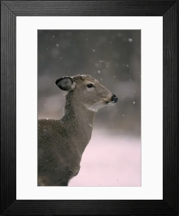 Framed Print : White-tailed Deer - In snow - New York - Doe - Found over much of the U. S. -southern Canada and Mexico and introduced elsewhere in the world - Lives in forests-swamps and open brushy areas nearby - A browser-eats twigs-shrubs-fungi-acorns Framed Print : White-tailed Deer - In snow - New York - Doe - Found over much of the U. S. -southern Canada and Mexico and introduced elsewhere in the world - Lives in forests-swamps and open brushy areas nearby - A browser-eats twigs-shrubs-fungi-acorns