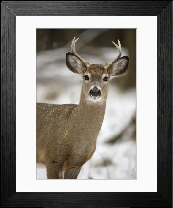 Framed Print : White-tailed Deer - In snow - New York - Young buck - Found over much of the U. S. -southern Canada and Mexico and introduced elsewhere in the world - Lives in forests-swamps and open brushy areas nearby - A browser-eats twigs-shrubs-fungi-acorns Framed Print : White-tailed Deer - In snow - New York - Young buck - Found over much of the U. S. -southern Canada and Mexico and introduced elsewhere in the world - Lives in forests-swamps and open brushy areas nearby - A browser-eats twigs-shrubs-fungi-acorns