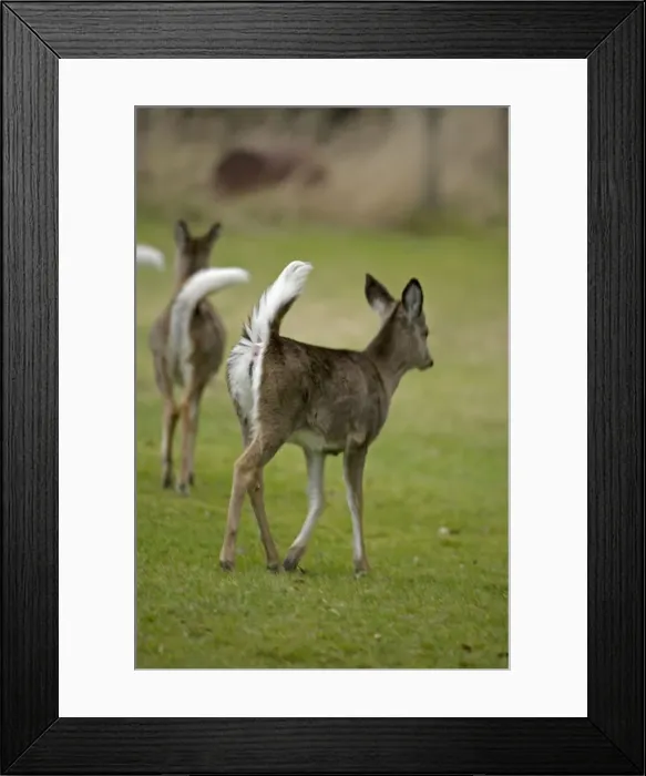 Framed Print : White-tailed Deer (Odocoileus virginianus) - New York - Doe - Found over much of the U. S. -southern Canada and Mexico and introduced elsewhere in the world - Lives in forests-swamps Framed Print : White-tailed Deer (Odocoileus virginianus) - New York - Doe - Found over much of the U. S. -southern Canada and Mexico and introduced elsewhere in the world - Lives in forests-swamps